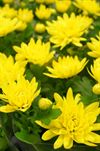 Chrysanthemum i potte (flere varianter)